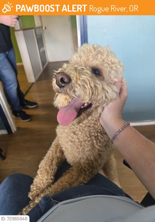 Found/Stray Female Dog last seen Foothill blvd, Grantspass Or, Rogue River, OR 97537