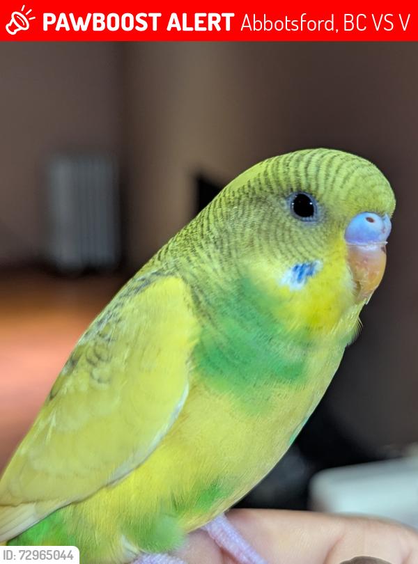 Lost Unknown Bird last seen Abbotsford., Abbotsford, BC V2S 5V6
