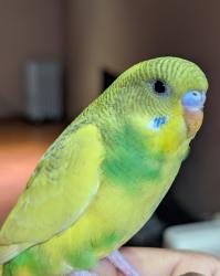 Lost Unknown Bird last seen Abbotsford., Abbotsford, BC V2S 5V6