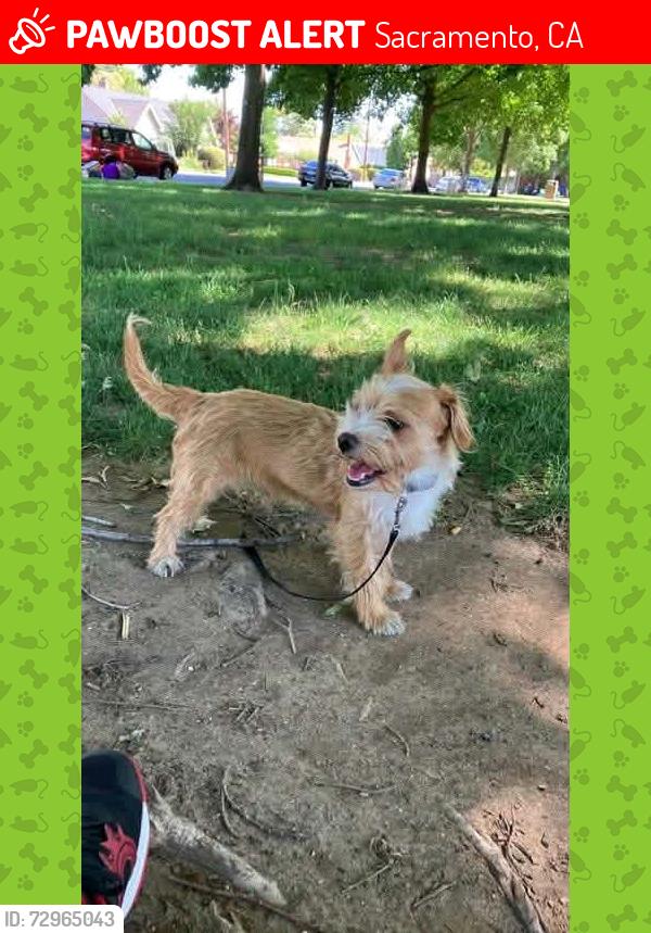 Lost Male Dog last seen Lindale greens mobile home park off Elsie ave, Sacramento, CA 95828