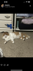 Lost Male Cat last seen Portland Avenue, Interlachen, Burnsville, MN 55306