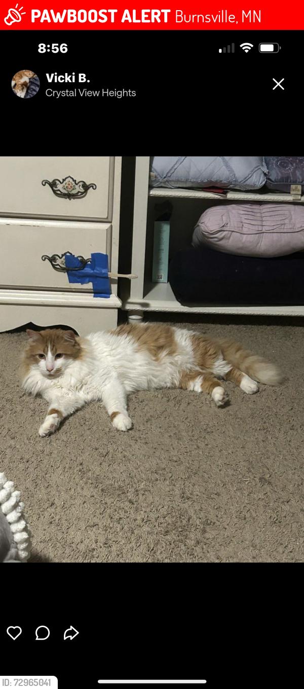 Lost Male Cat last seen Portland Avenue, Interlachen, Burnsville, MN 55306