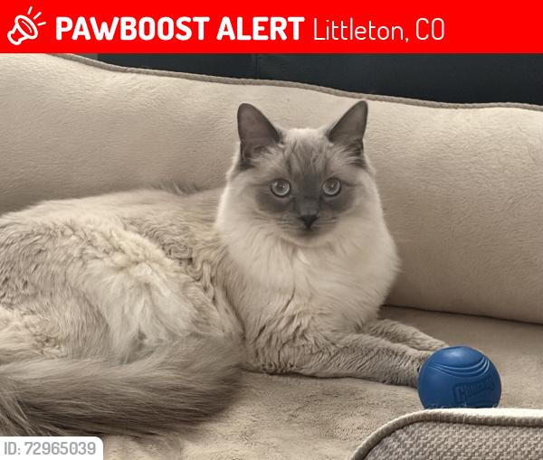 Lost Female Cat last seen Coal mine and wadsworth , Littleton, CO 80123