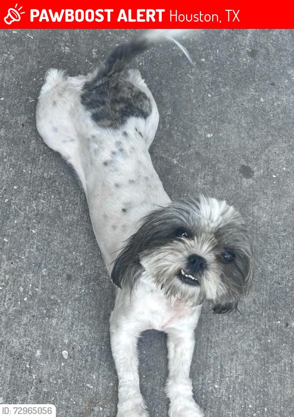 Lost Female Dog last seen Crosstimbers Jensen, Houston, TX 77093