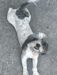 Lost Female Dog last seen Crosstimbers Jensen, Houston, TX 77093