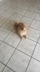 Lost Male Dog last seen El Paso tx , El Paso, TX 79925