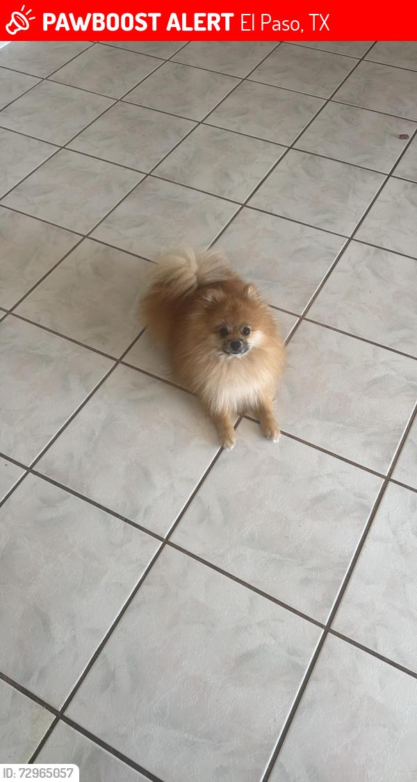 Lost Male Dog last seen El Paso tx , El Paso, TX 79925