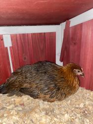 Lost Female Bird last seen W. Ontario Ave and Via Pacifica , Corona, CA 92882