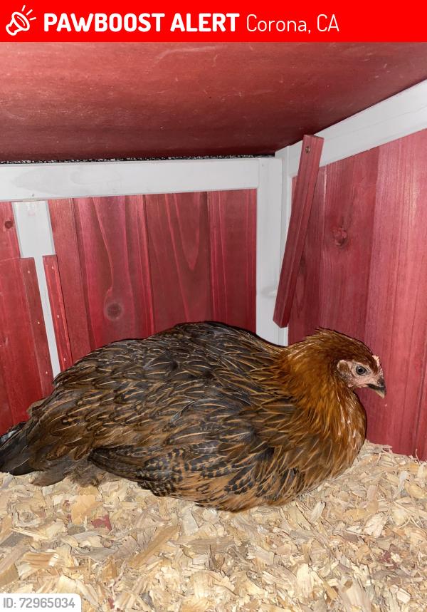 Lost Female Bird last seen W. Ontario Ave and Via Pacifica , Corona, CA 92882