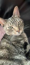 Lost Male Cat last seen Duncan and Whittier, East Los Angeles, CA 90022