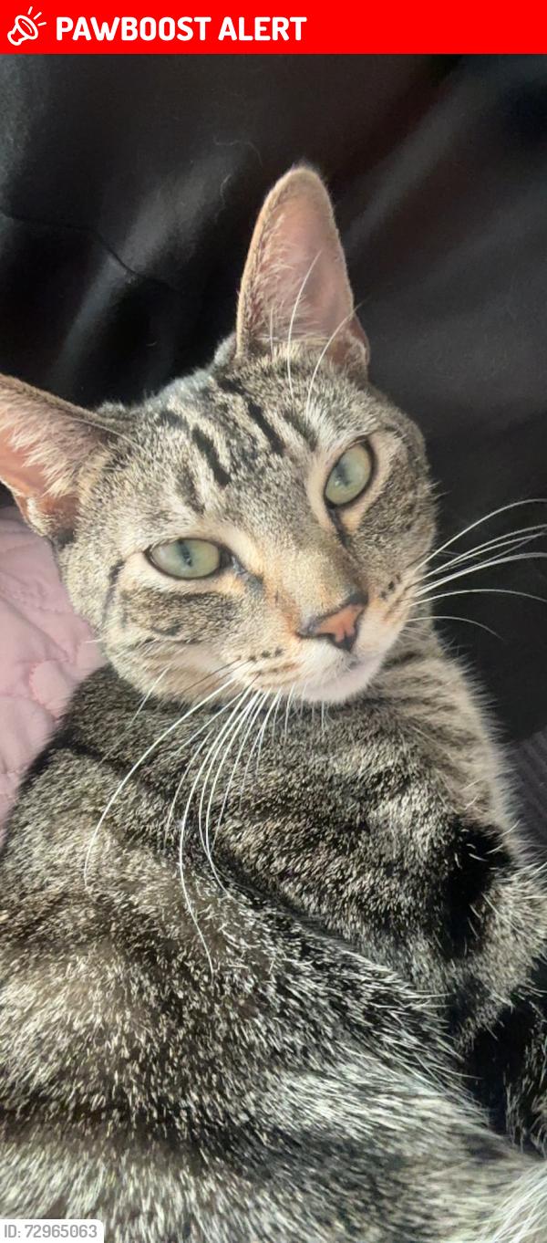 Lost Male Cat last seen Duncan and Whittier, East Los Angeles, CA 90022