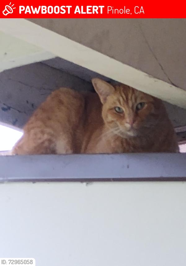 Lost Male Cat last seen Downer Ave, Pinole, CA 94564