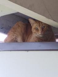 Lost Male Cat last seen Downer Ave, Pinole, CA 94564