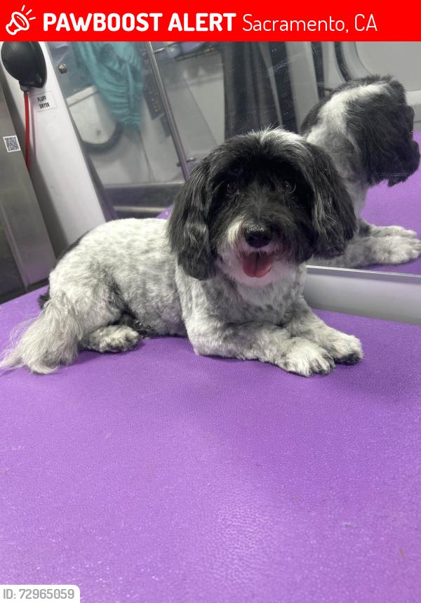 Lost Female Dog last seen Near W Street, Sacramento, Sacramento, CA 95817