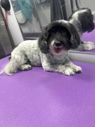 Lost Female Dog last seen Near W Street, Sacramento, Sacramento, CA 95817