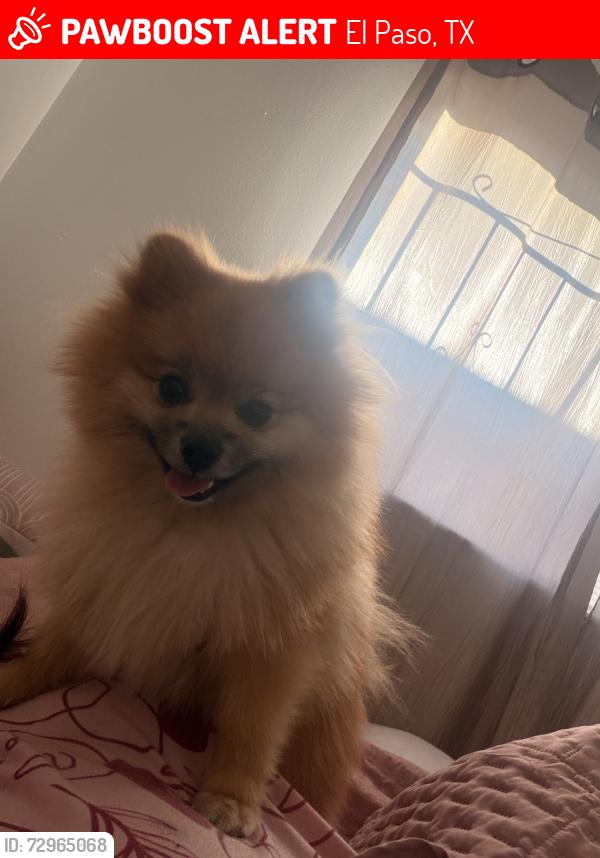 Lost Male Dog last seen Near tomwood , El Paso, TX 79925