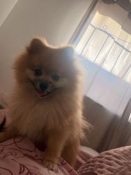 Lost Male Dog last seen Near tomwood , El Paso, TX 79925