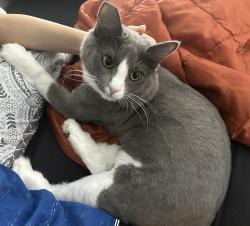 Lost Female Cat last seen Denton Ave, Saxon Ave, E Marshall St, San Gabriel, CA 91776