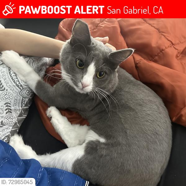 Lost Female Cat last seen Denton Ave, Saxon Ave, E Marshall St, San Gabriel, CA 91776