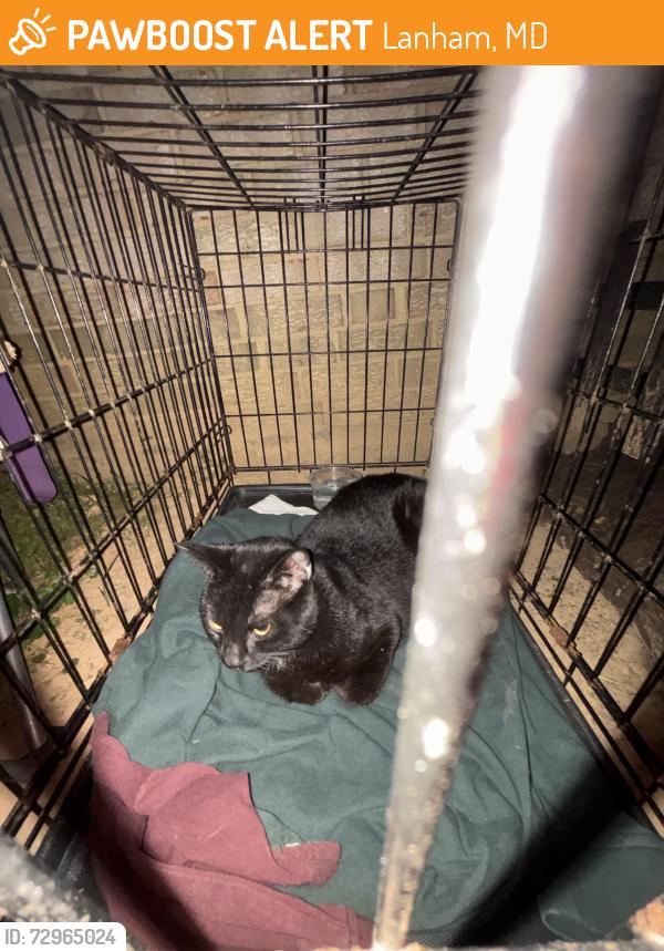 Found/Stray Unknown Cat last seen Diyanet Center of America. On goodluck rd In Lanham, Lanham, MD 20706