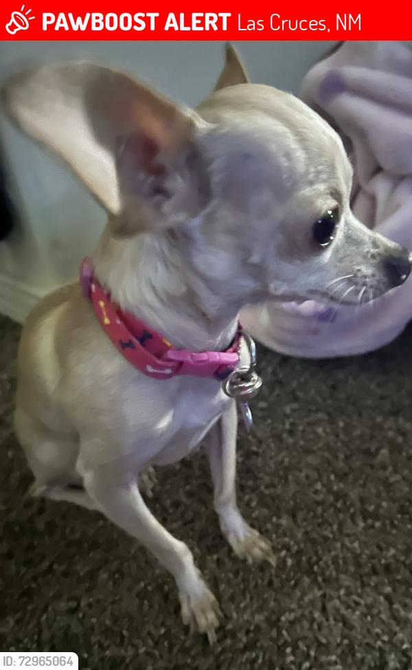 Lost Female Dog last seen Chayane, Las Cruces, NM 88011