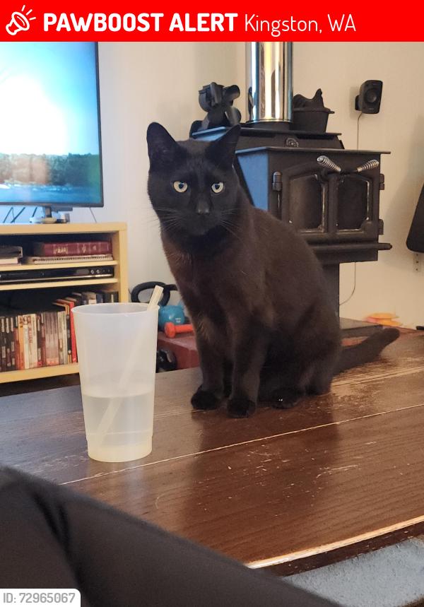 Lost Male Cat last seen Parcells Rd in Kingston off of hwy 104, Kingston, WA 98346