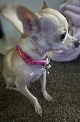 Lost Female Dog last seen Chayane, Las Cruces, NM 88011