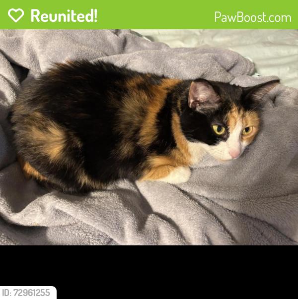Reunited Female Cat last seen Dogwood Hills Subdivision, Sevierville, TN 37876