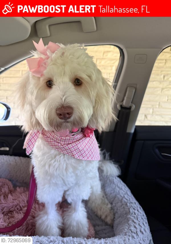 Lost Female Dog last seen Between Gatson and meridian at McDaniel and brevard, Tallahassee, FL 32303