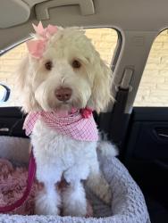Lost Female Dog last seen Between Gatson and meridian at McDaniel and brevard, Tallahassee, FL 32303