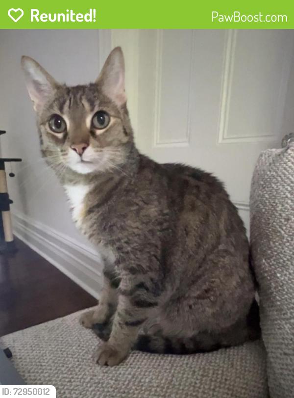 Reunited Female Cat last seen King Edward, Ottawa, ON K1N 5B3