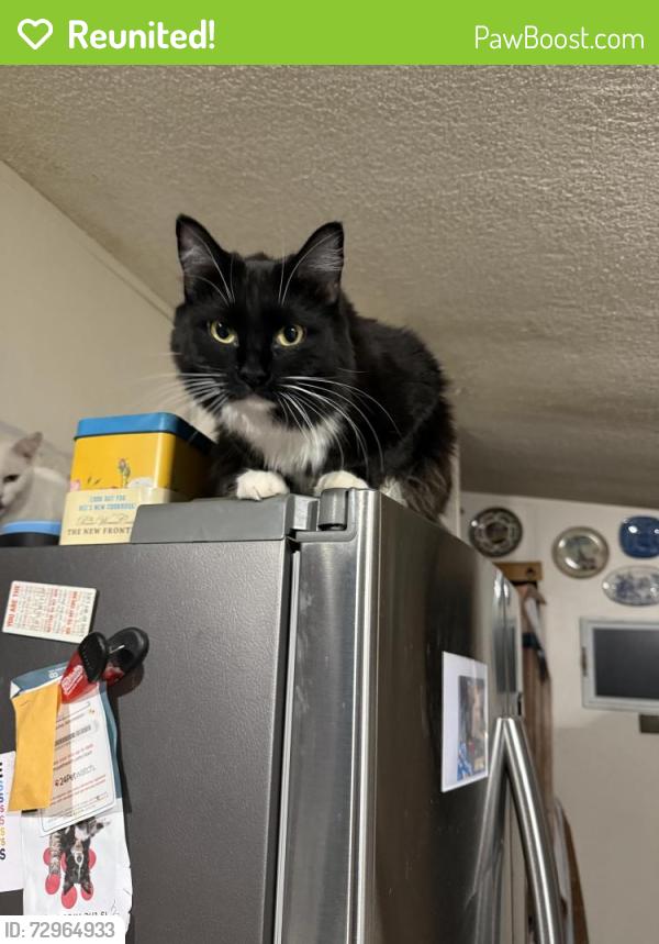 Reunited Female Cat last seen Meridian and broadway, Apache Junction, AZ 85120