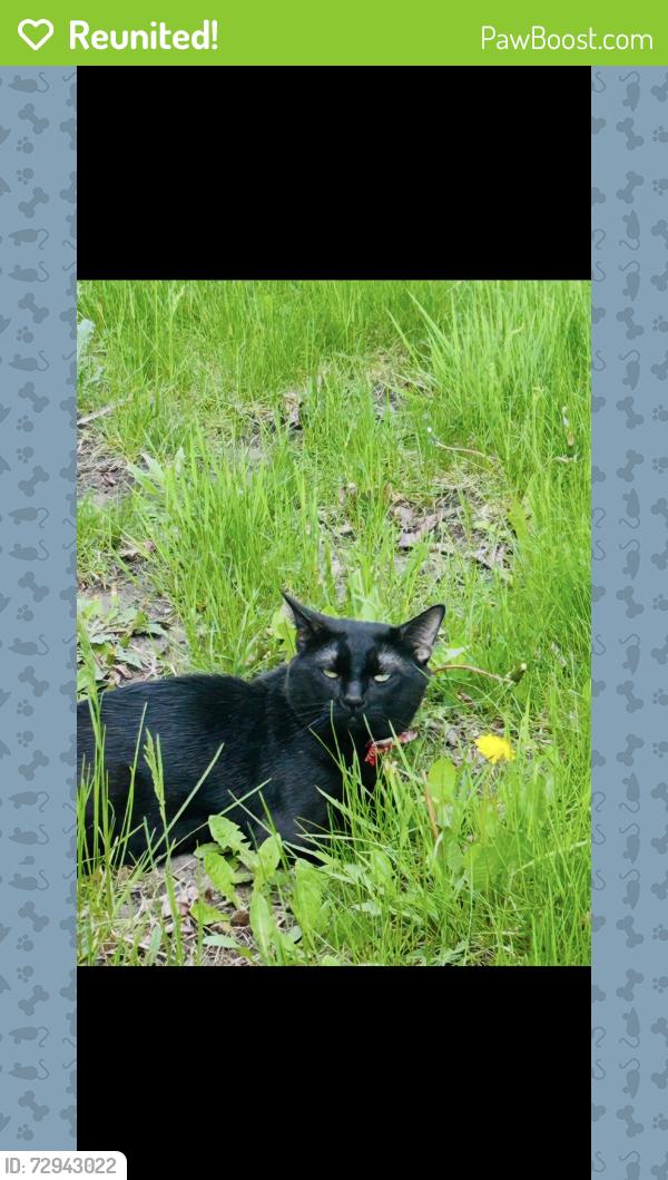 Reunited Male Cat last seen Queen Ave N and 39th Ave , Minneapolis, MN 55411