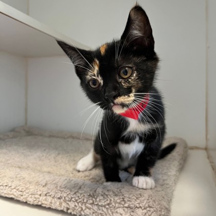 Shelter Stray Female Cat last seen Oakland, CA 94603, Oakland, CA 94601