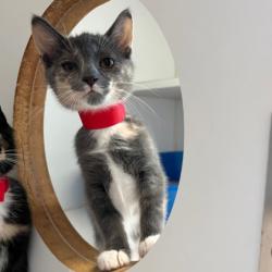 Shelter Stray Female Cat last seen Oakland, CA 94603, Oakland, CA 94601