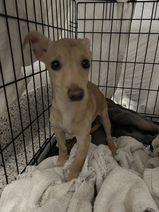 Shelter Stray Male Dog last seen Riverdale, GA 30296, Atlanta, GA 30336
