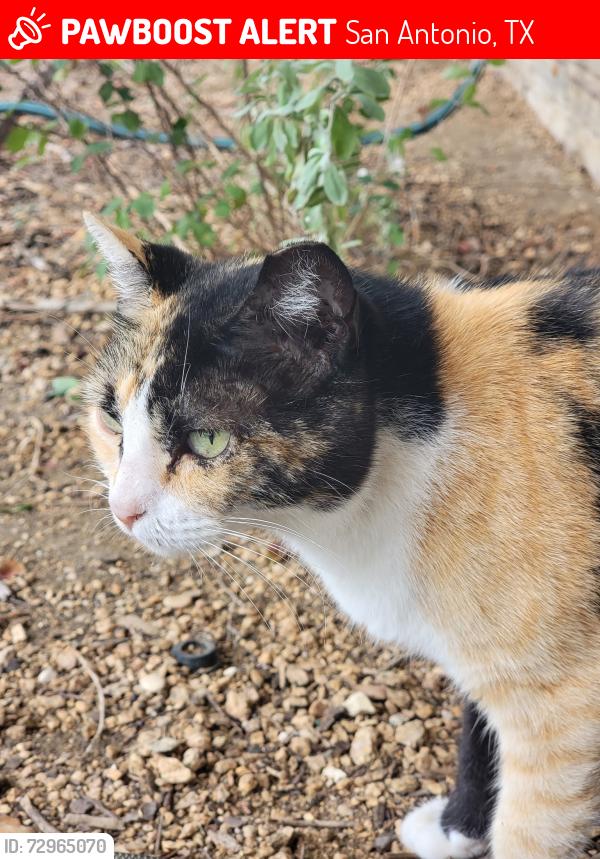 Lost Female Cat last seen Jackson Keller, San Antonio, TX 78216