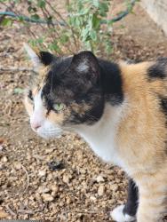Lost Female Cat last seen Jackson Keller, San Antonio, TX 78216