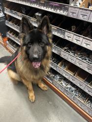 Lost Male Dog last seen Meadow Ridge Elementary School , Kent, WA 98030