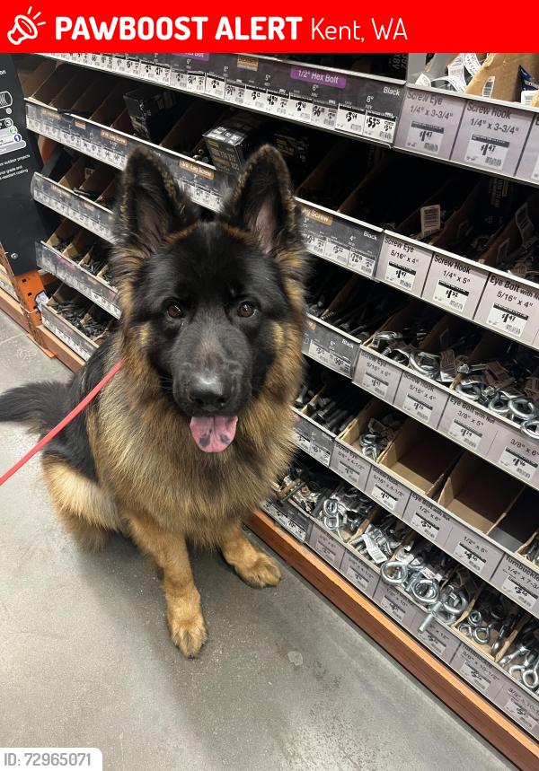 Lost Male Dog last seen Meadow Ridge Elementary School , Kent, WA 98030