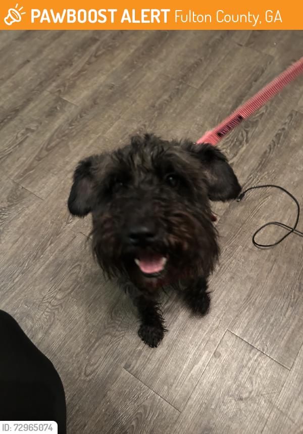 Found/Stray Male Dog last seen Derrick Rd, Fulton County, GA 30291