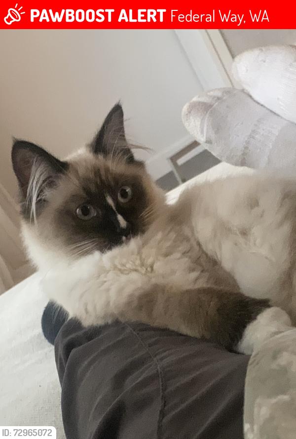 Lost Male Cat last seen 304th/Military Rd, Federal Way, WA 98003