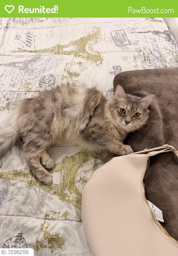 Reunited Female Cat last seen march ln and doss dr, Garland, TX 75042