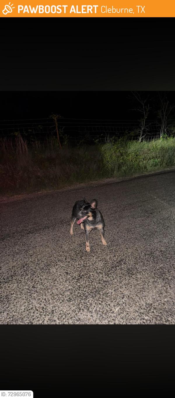 Found/Stray Unknown Dog last seen Old foamy road heading to rio, Cleburne, TX 76033