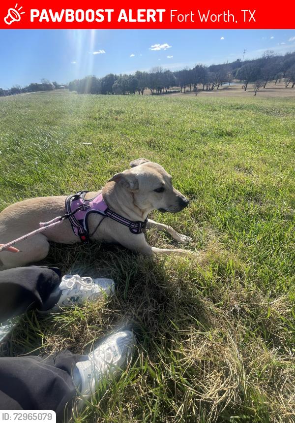 Lost Female Dog last seen Fort worth, Fort Worth, TX 76104