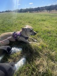 Lost Female Dog last seen Fort worth, Fort Worth, TX 76104