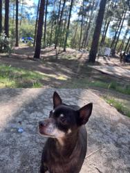 Lost Female Dog last seen Washington park , Phoenix, AZ 85015