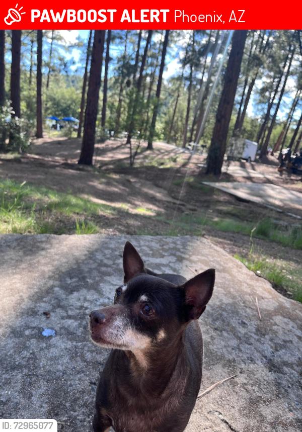 Lost Female Dog last seen Washington park , Phoenix, AZ 85015