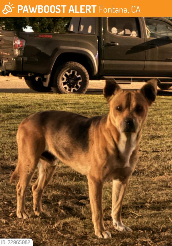 Found/Stray Unknown Dog last seen San Bernardino Ave and Grace St, Fontana, CA 92335