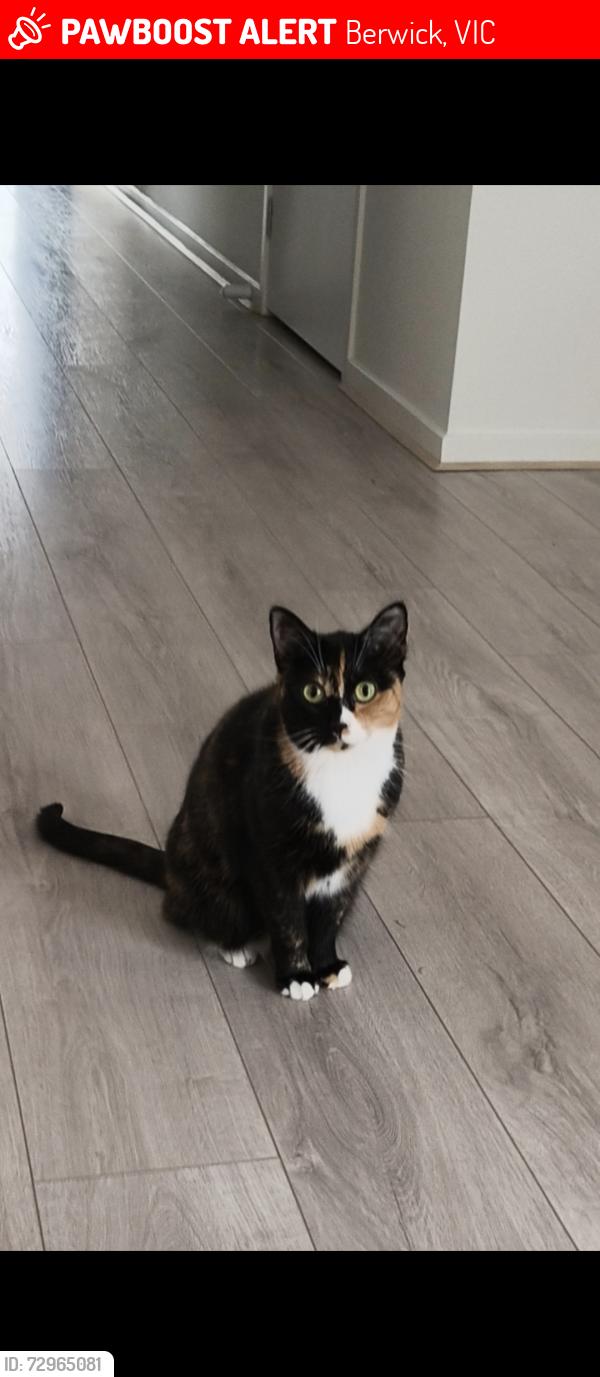 Lost Female Cat last seen Bellagio rd, Berwick, VIC 3806